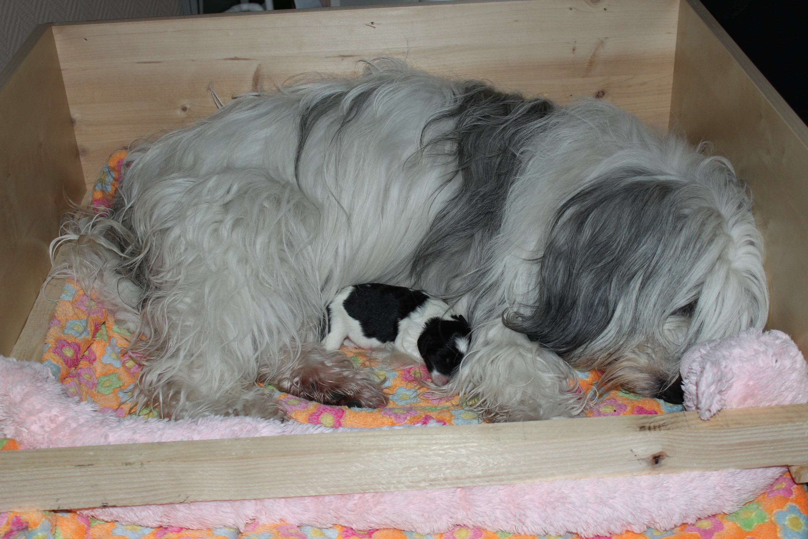 3 Tage alt