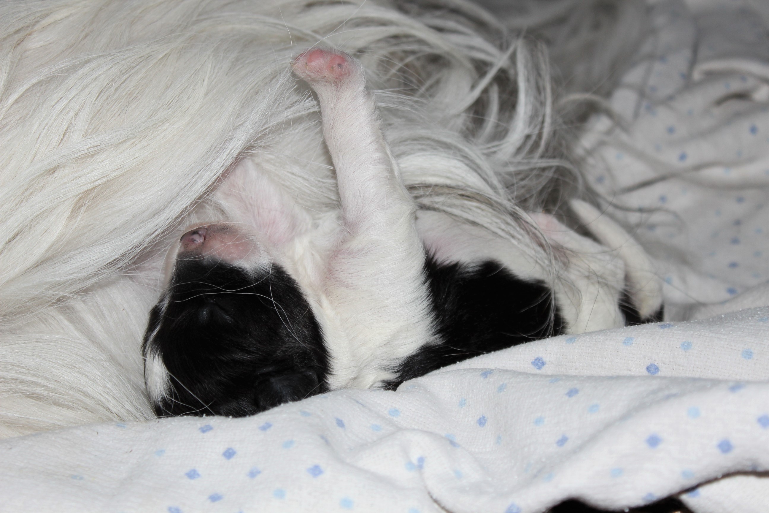 5 Tage alt