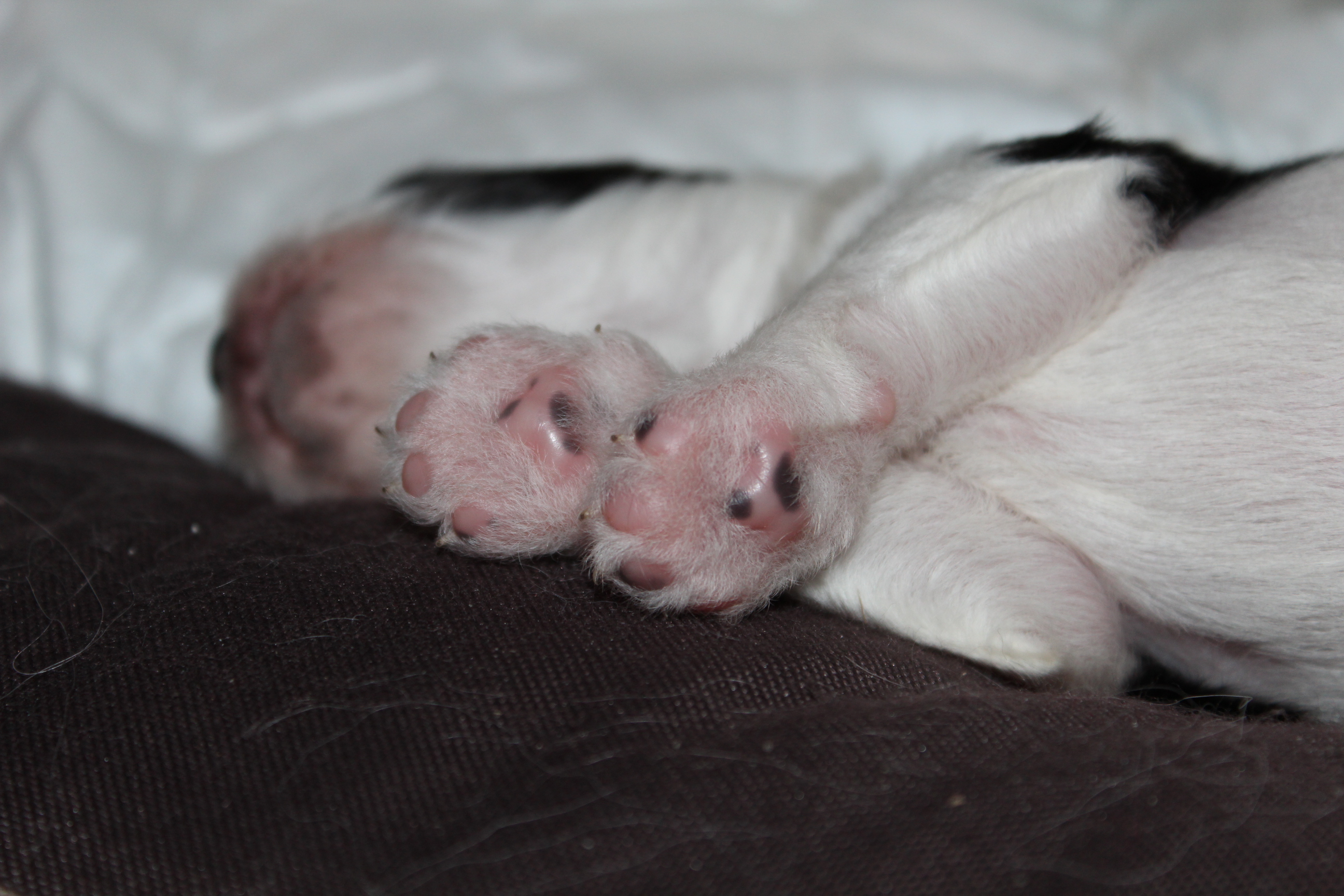 6 Tage alt
