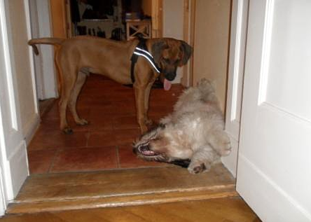 22.09.2010 - fix und foxi