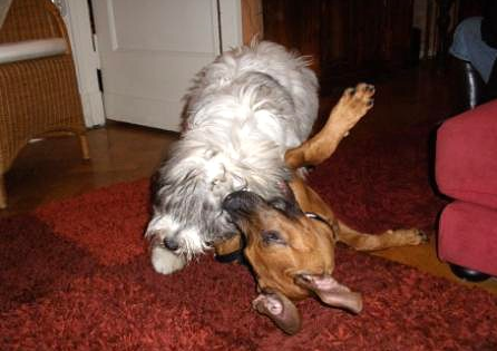 22.09.2010 - Josie spielt