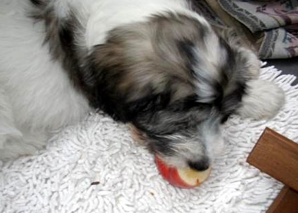 13.06. - Apfel schmeckt gut