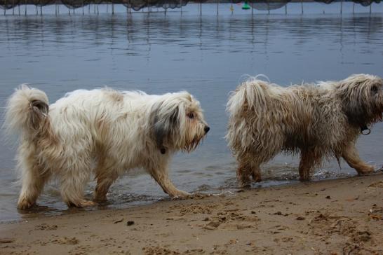 Im Gleichschritt: Polly und Wanda