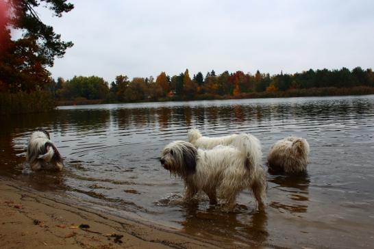 Patka, Kiwi, Wanda und Pari