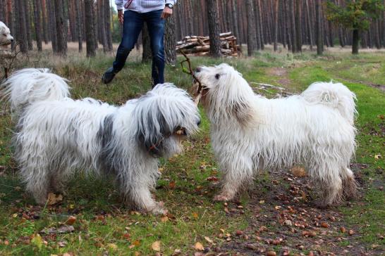 Kiwi und Pari