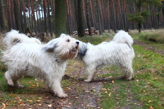 Polly und Kiwi