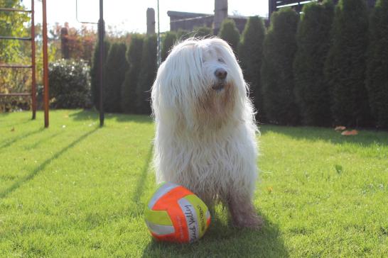 Pari mit Ball