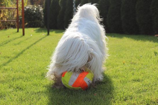Pari mit Ball